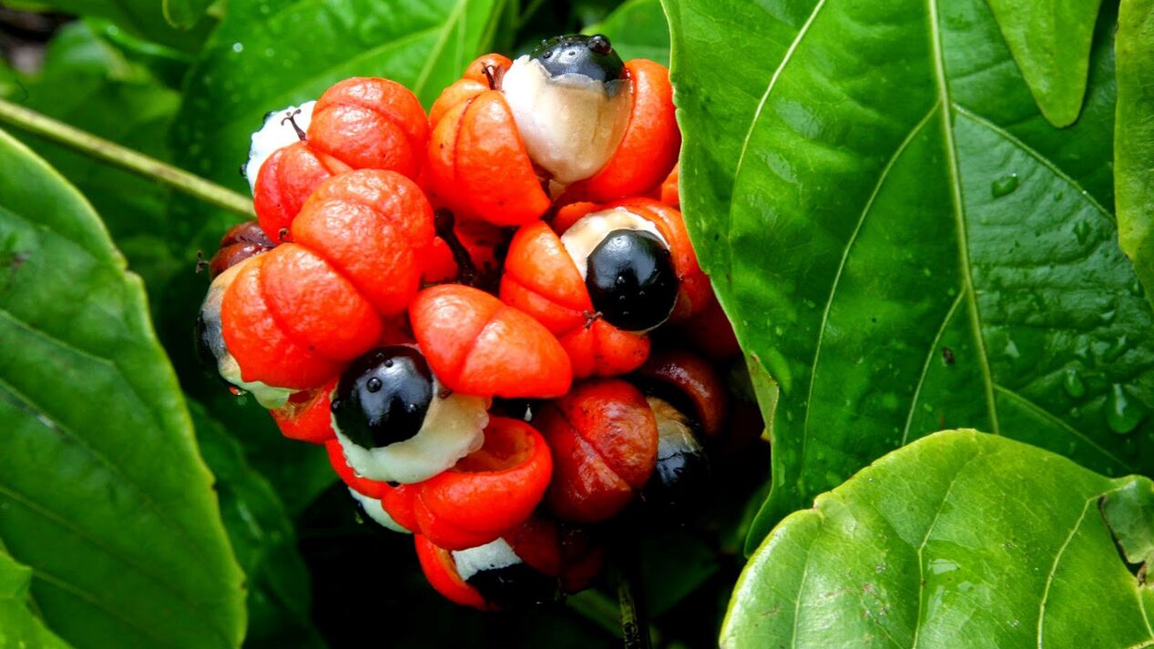 Sementes de guaraná en Oculear